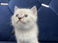 Beyaz British Shorthair Yavrular