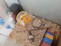 Yavru hamsterlar