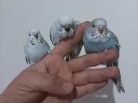 3 adet yeme düşmüş jumbo dişi muhabbet kuşlar