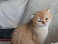 Ny12 Golden Scottish Fold