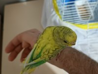 5 Aylık Dişi Muhabbet Kuşu (Açıklamayı Okuyun)