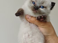 Scottish Blue Point Chocolate Point Yavruları