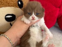 Cinnamon Chocolate Bicolour Bebek Kedilerimiz