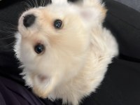 Pomeranian 3 Aylık Dişi