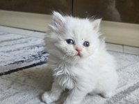 Scottish Straight Erkek Bebeklerim