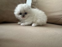 British ve scottish yavru kedilerimiz