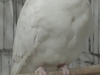 Erkek sultan papağanı, dişi sevda ile değişim olur