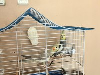 Yumurtlamaya Hazır Çift Sultan Papağanı