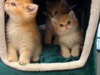 Safkan Orijinal British Shorthair Golden Yavrular