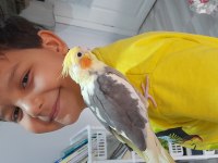 Ev Beslemesi Sultan Papağanları