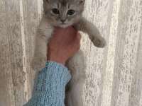 3 Yakışıklı British Shorthair Yavrumuz Oyuncu Ve Sevgi Dolular
