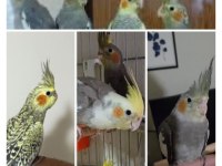 El besleme sakin uysal sultan papağanı yavruları adana