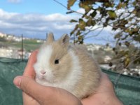 Mükemmel kalite cüce tavşan