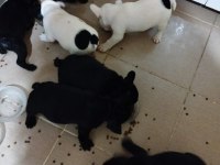 Erkek French Bulldog Yavruları