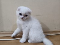 Oyuncu scottish kediler