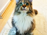 Tüm Aşı Ve Belgeleri İle Eksiksiz Dernek Kayıtlı Şecereli Maine Coon