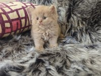 Lilac long ve cinnamon bebek kedilerimiz