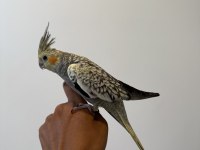 Sultan papağanımız sahiplendirilecektir