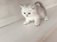 Scottish lynx point dişi kedimiz