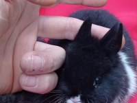 Cüce Tavşan (Nedherland Dwarf)