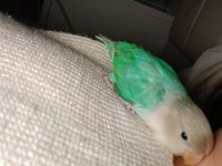 1 Takım Mutasyon Sevda Papağanlarımı Sahiplendiriyorum