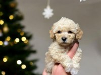 Toy Poodle Yavrumuz Yeni Ailesını Bekliyor
