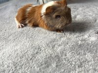 Her İle Dişi Erkek Coronet Guinea Pig Yavruları