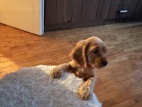 2 aylık dişi cocker