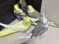 2025 Üst Düzey A Kalite Bebek Yavru Sultan Papağanı Konuşturmalık Full Evcil