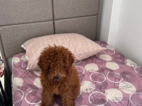Sahiplendirme Poodle Köpeğimiz Yuva Arıyoruz