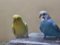 Kanarya sarısı 11 aylık dişi muhabbet kuşu