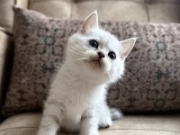 Wcf kayıtlı full şecereli british shorthair - elite soy hattı