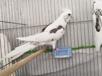 Kaliteli Sultan Papağanı Beşiktaşlılar Sever