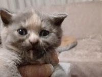 Scottish Fold Ve Scottish Straight Kardeşler