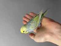 Renk Güzeli Yavru Muhabbet Kuşlar