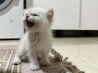 British Shorthair Dişi Kedimiz