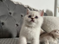 British kedisi yavrusu