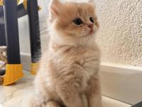 Safkan British Yavrular