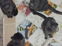 Yetiştirici Olmak İsteyenler İçin Bir Erkek British Bir Dişi Scottish Fold