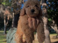 Fci Kif Şecereli Büyük Rusya Şampiyonu Baba Ve Tr Ch Anneden Poodle Yavruları