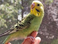 Öğretmenden Evde Beslenen Temiz Bakımlı Muhabbet Kuşları