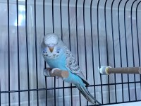 1 Adet Yeme Düşmüş Jumbo Dişi Muhabbet Kuşlar