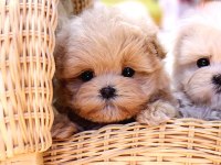 Maltipoo Bebekler Yeni Yuvalarına Hazır