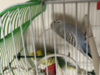 Çift Muhabbet Kuşumuz