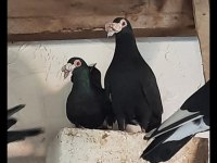 Sivas Keşlisi Güvercinler