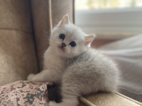 Full şecereli anne babanın silver british shorthair bebeği