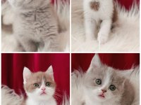 Kedilimize yeni sahiplerini arıyoruz