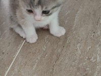 Yavru Kediler Ömürlük Sahiplerini Arıyor