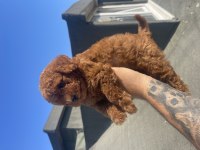 Red Brown Toy Poodle Yavruları