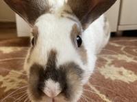 Her Şey Dahil Tavşan